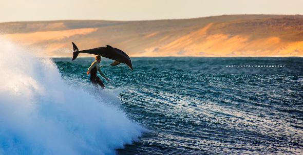 Surfing With Dolphins at Jacques Point, Kalbarri, Western Australia by Matt Hutton
